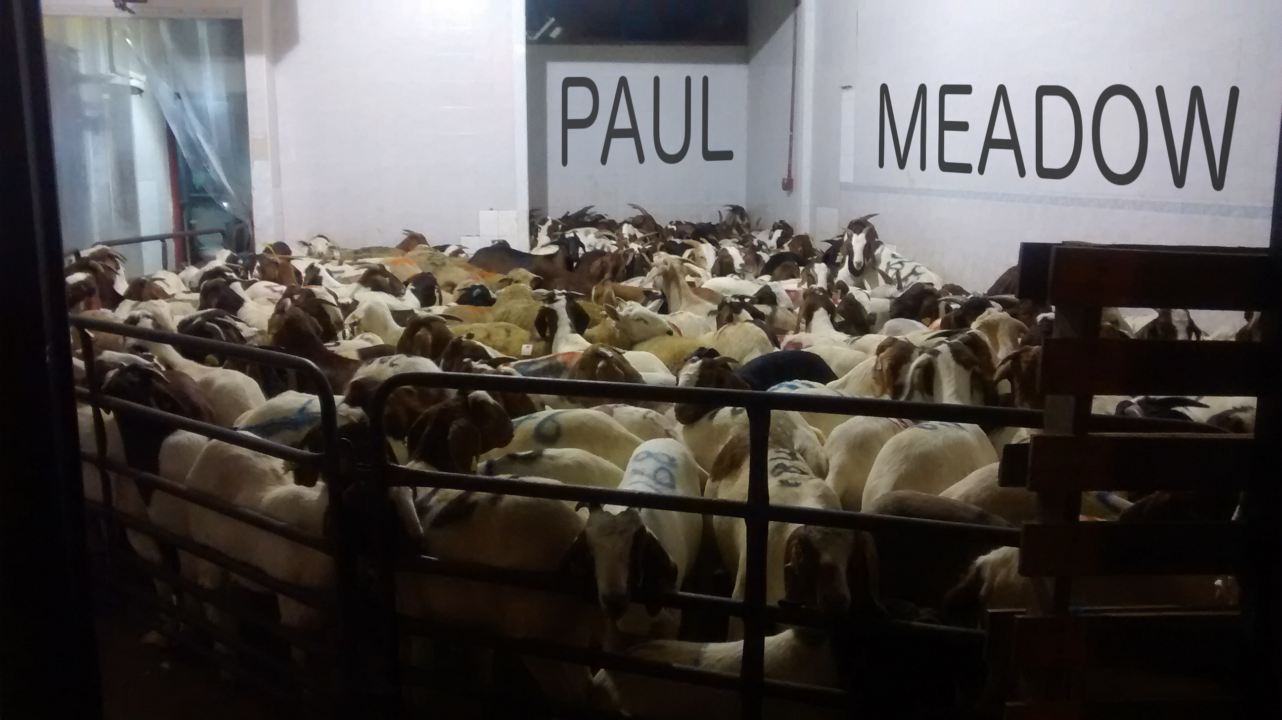 PM_goats2